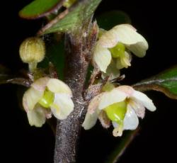 Image: P.B. Heenan © Landcare Research 2015 